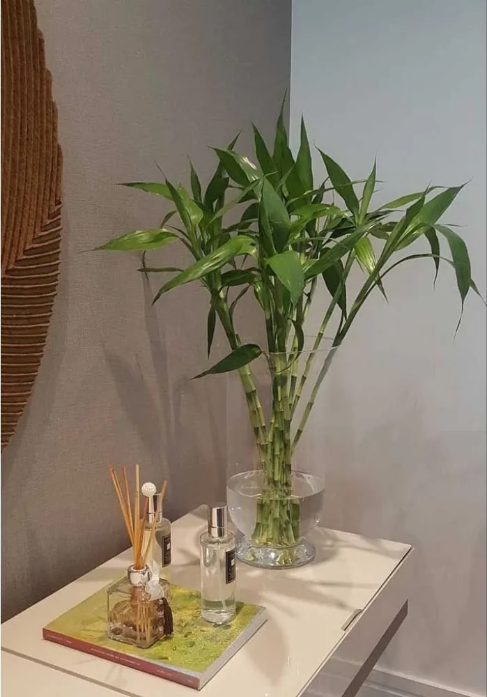 Bambu hoki batang lurus dalam vas kaca di atas meja konsol